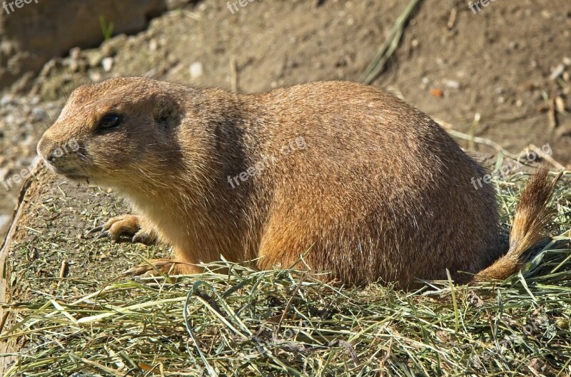 Alpine Marmot Marmot Gophers Rodent Marmota