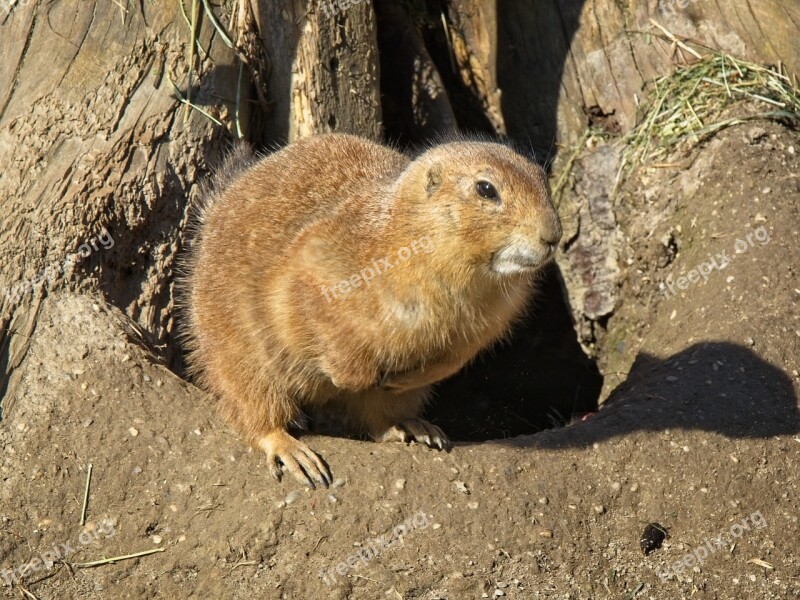 Alpine Marmot Marmot Gophers Rodent Marmota