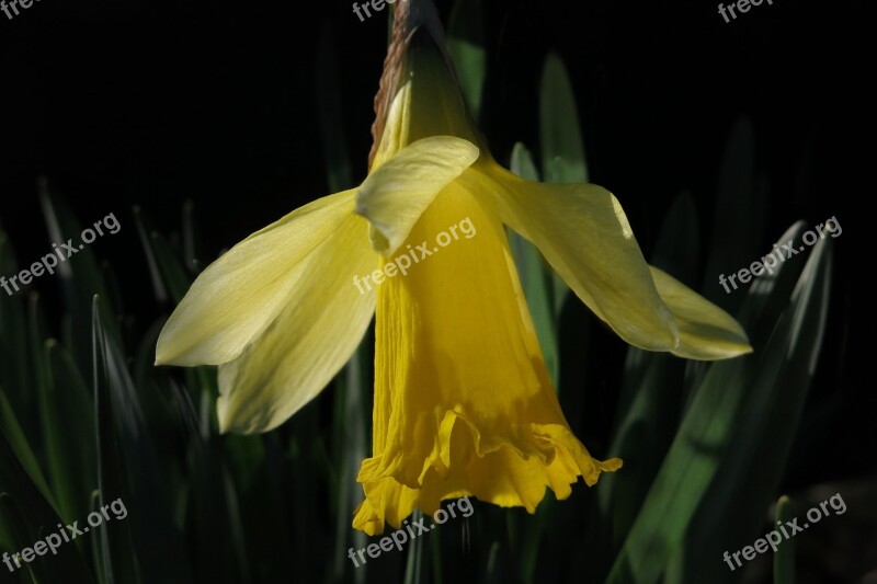 Narcissus Daffodil Yellow Flower Flower Blossom