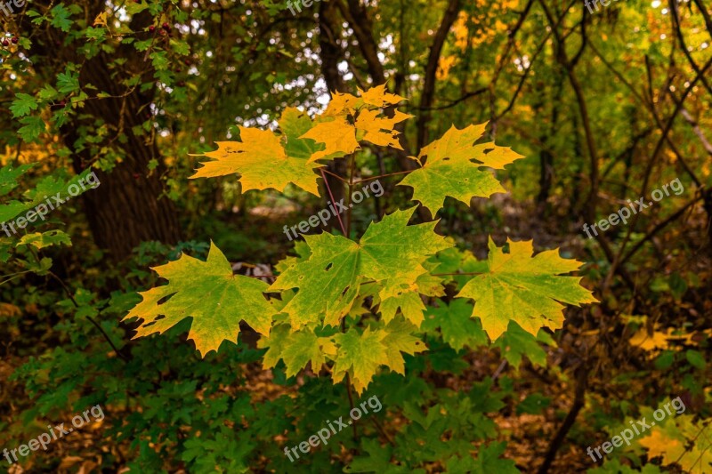 Leaves Maple Leaf Autumn Maple Leaf