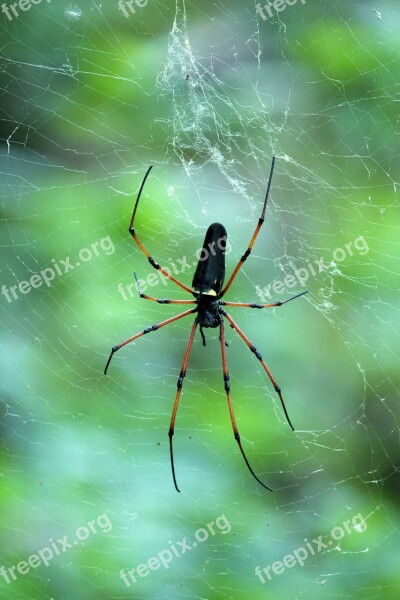 Kerala India Black Wood Spider Giant Wood Spider Spider