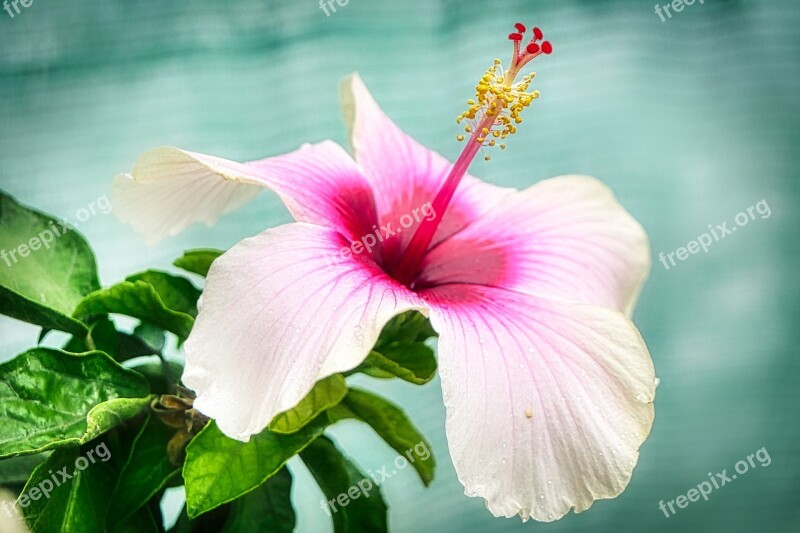 Hibiscus Blossom Bloom Flora Flower