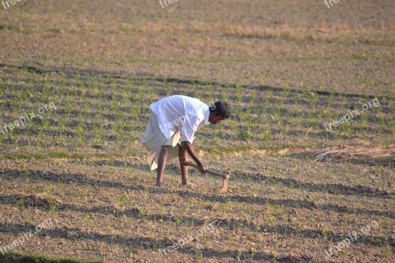 Farmer Bangladesh Plant Farmland Farm