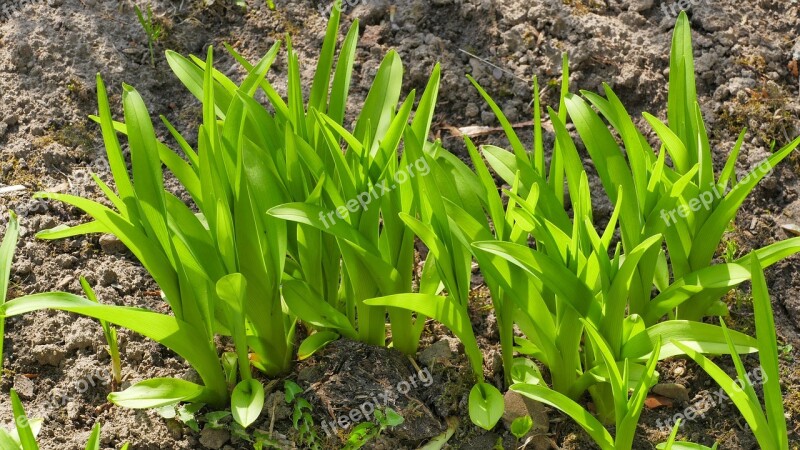 Green Spring Garden Nature Plant