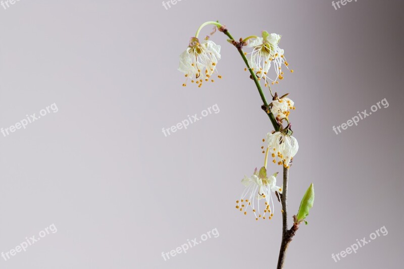 Withered Blossom Bloom Plant Nature