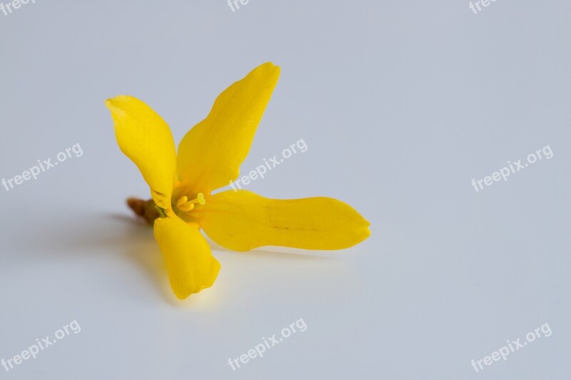 Yellow Blossom Bloom Flower Nature