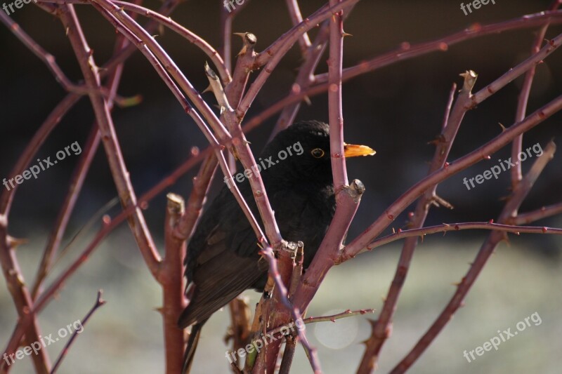 Blackbird Bird Rose Winter Nature