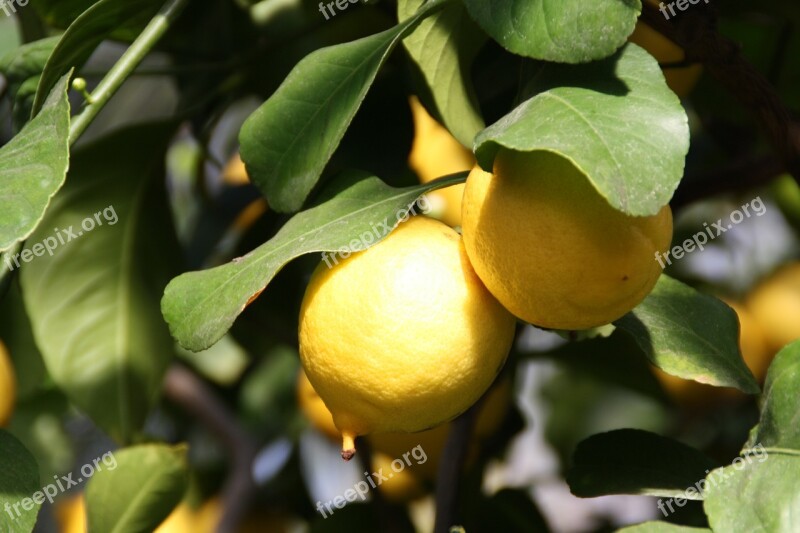 Lemon Tree Plant Fruit Citrus Fruits