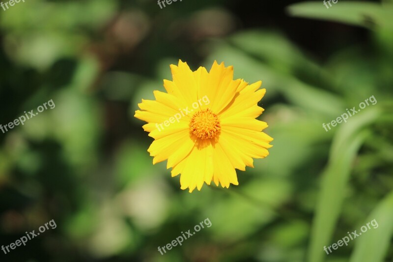 Nature Flower Yellow Flower Free Photos