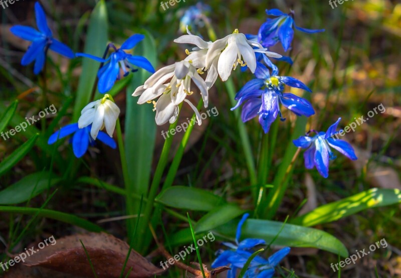 Snowdrop Plant Nature Spring Garden