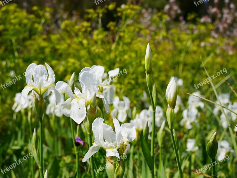 Flower Meadow Nature Flowers Free Photos