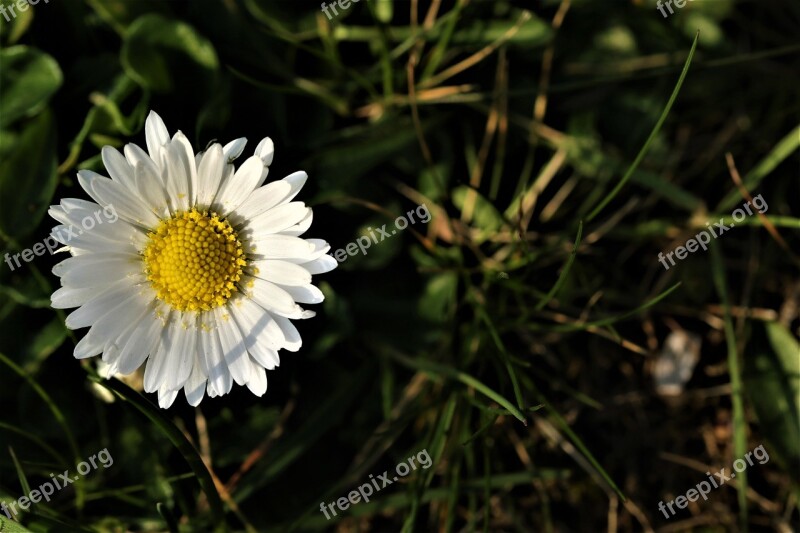 Plant Yellow Petals Blossom Bloom