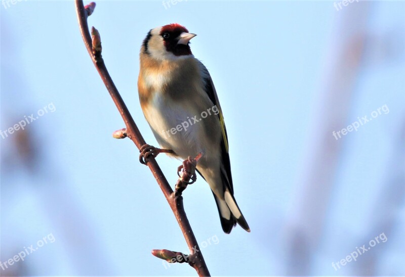 Bird Goldfinch Colourful Nature Autumn