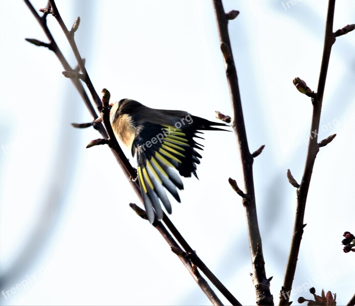 Bird Goldfinch Colourful Nature Autumn