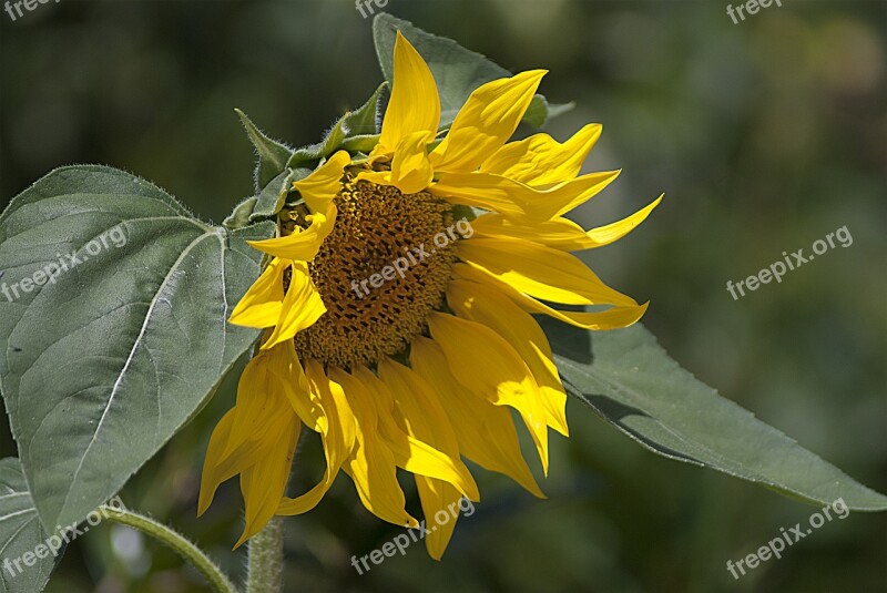 Sunflower Sun Flower Yellow Nature