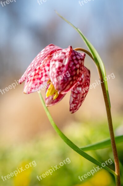 Kievitsbloem Spring Frühlingsanfang Checkered Bulb