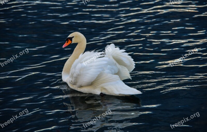 Swan Lake Bird Plumage White