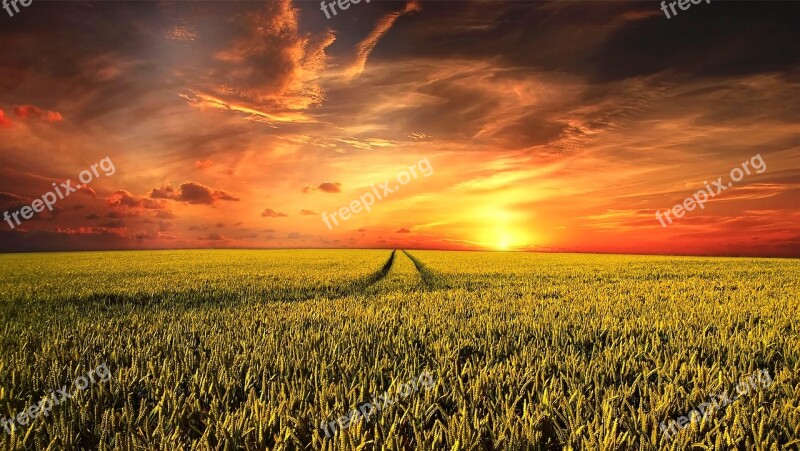 Field Field Of Rapeseeds Landscape Summer Sun