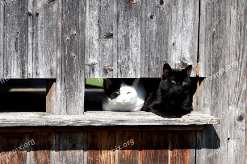 Animal Tired Domestic Cat Pet Cat