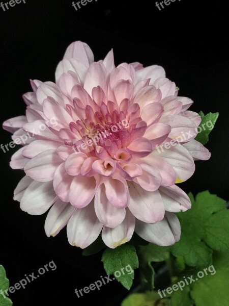 Pink Flower Chrysanthemum Flower Plant Flowering