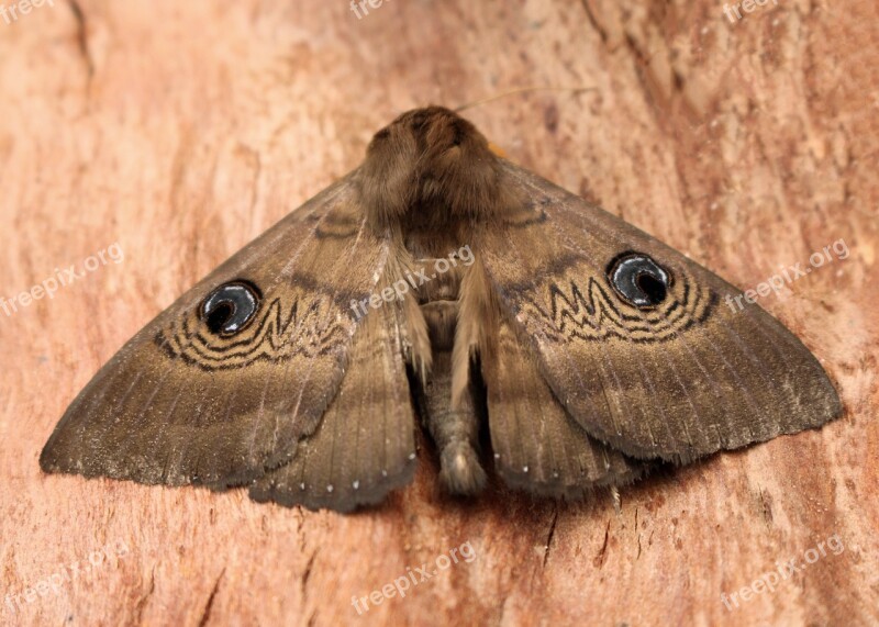 Moth Blue Eye Pattern Camouflage Brown Wings