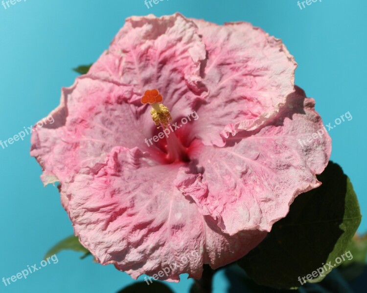 Hibiscus Flower Pink Malvaceae Mallow