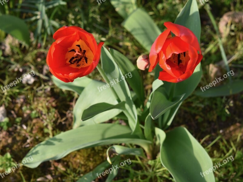 Flower Flowers Tulips Red Plants Tulips Red Stamens