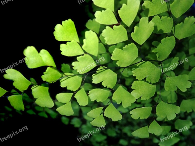 Fern Maiden Hair Fern Leaf Garden Nature