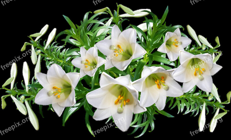 Lilies Flowers Perfume Arrangement Garden