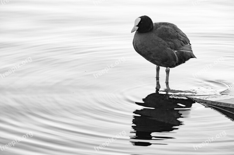 Bird Water Duck Coot Nature