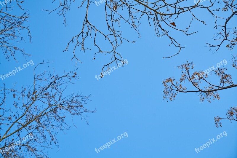 Tree Branches Sky Season Winter