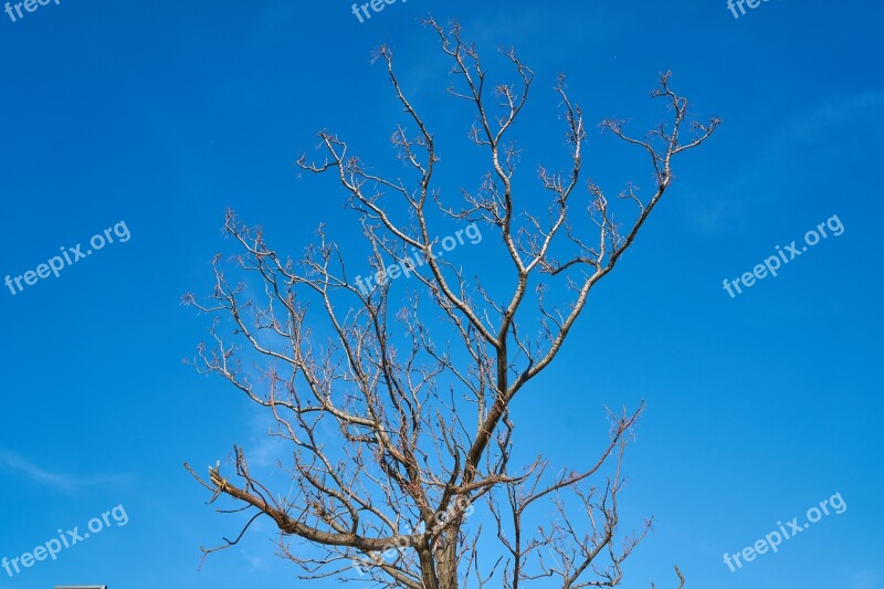 Tree Branches Sky Season Winter