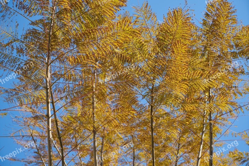 Tree Branches Sky Season Winter