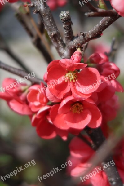 Natural Flowers Plum Red Seasonal