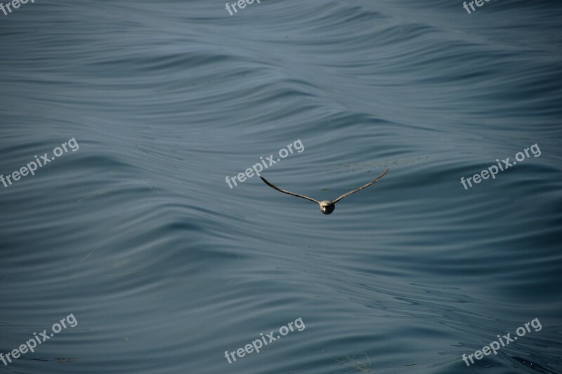 Seagull Sea Wave Ocean Animal