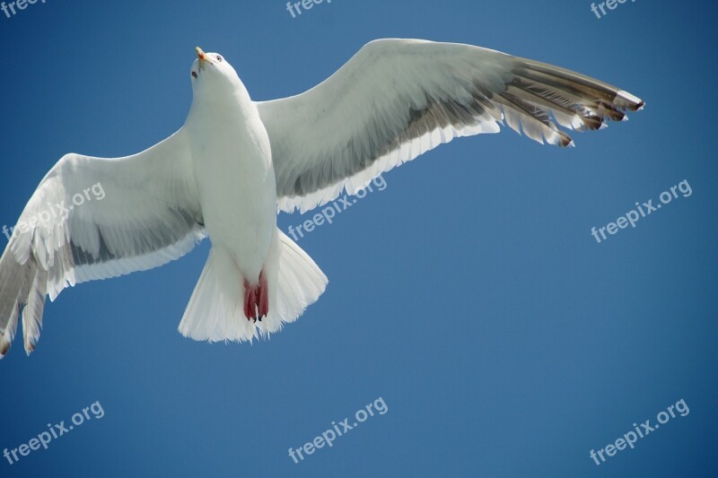 Seagull Flying Bird Sky Flight