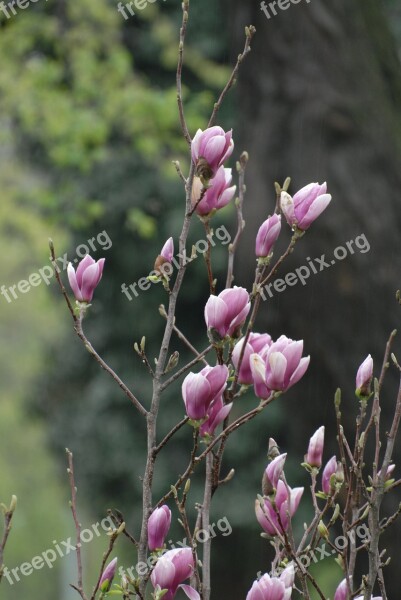 Flower Spring Plant Blossom Botanical