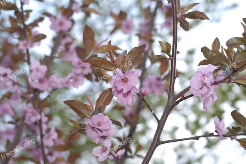 Spring Flowers Pink Blossom Plant