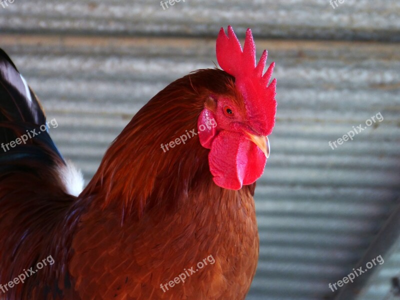 Gallo Crest Poultry Farm Plumage