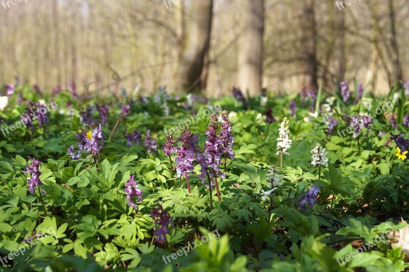 Dymnivka Hollow Purple White Inflorescence The Floodplain