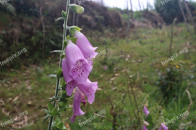 Flowers Nature Flower Spring Plant