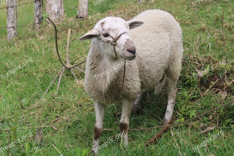 Sheep Nature Animals Prado Grass