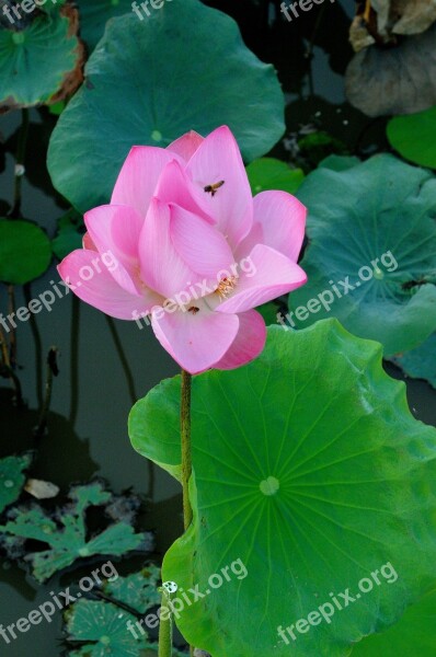 Lotus Newly Blooming Flowers Pink Lotus Nature Flower