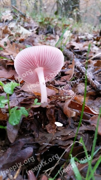 Mushroom Field Fungi Mushrooms Forest