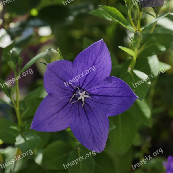 Bellflower Blue Purple Flower Nature