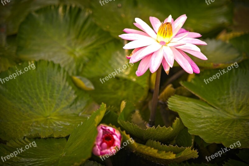 Water Lily Pond Nymphaea Pink Flower