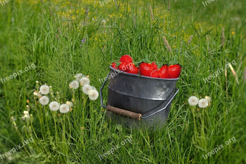 Grass Dandelion Strawberries Nature Field