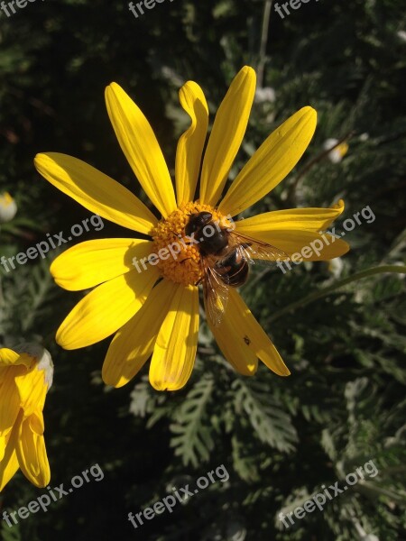 Bee Flowers Nature Yellow Free Photos