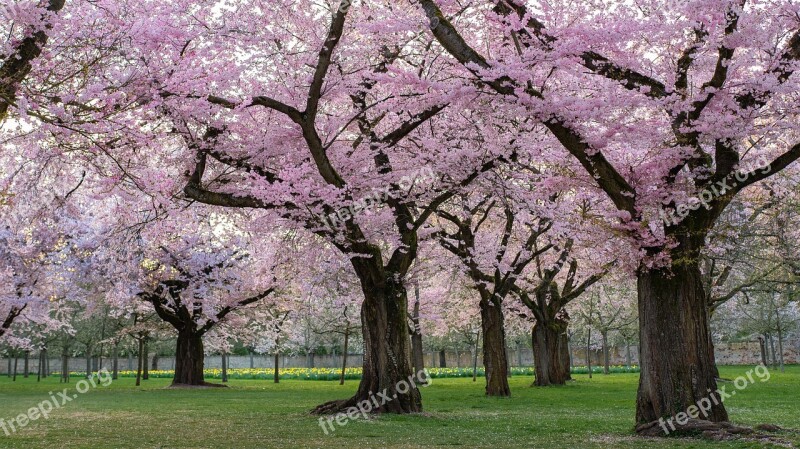 Trees Ornamental Cherry Cherry Blossom Spring Park