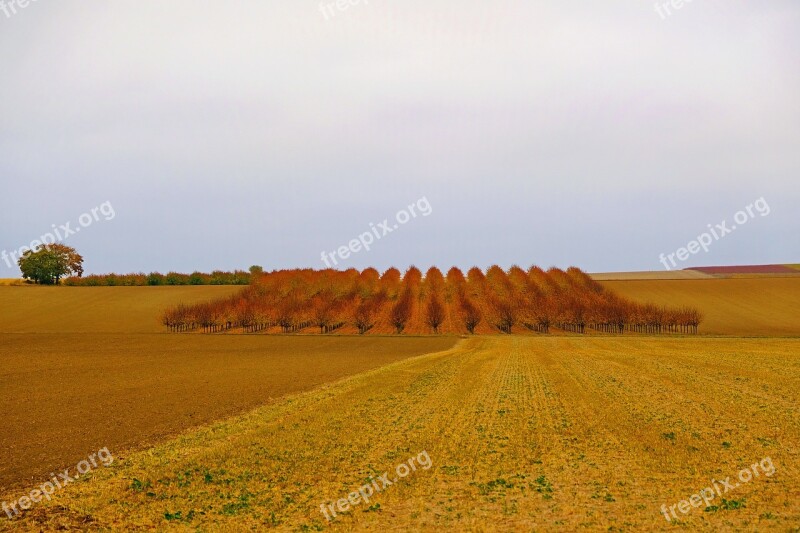 Autumn Fruit Trees Nature Wide Harvested